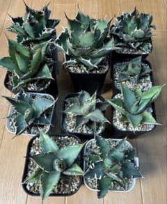 と*び様 10株セット 実生選抜 札落ち アガベ オテロイ 検)チタノタ