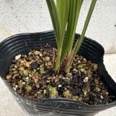 苗 鉢植え 観葉植物のサムネイル
