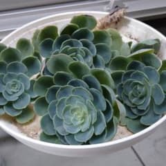 七福神 多肉植物のサムネイル
