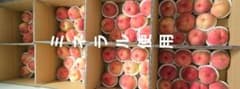 山形県産 桃 ミネラル使用 ショコウ 訳アリ 3キロ2箱 今日2時までのサムネイル