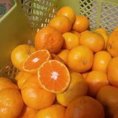 coco様★専用みかん５キロのサムネイル