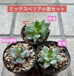 おらいさん苗 ミックスベリア小苗セット 青鬼 桜鬼 龍燐蓮華 - メルカリ