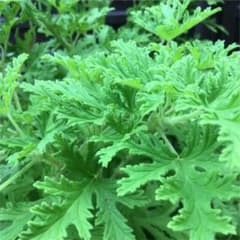！最終値下！　蚊連草 カレンソウ ゼラニウム 蚊取草 苗 挿木 挿し穂 10本のサムネイル
