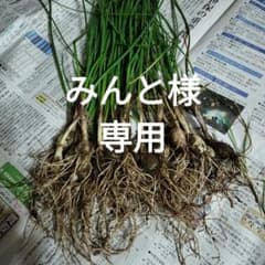 らっきょう苗30本 三つ葉苗10本のサムネイル