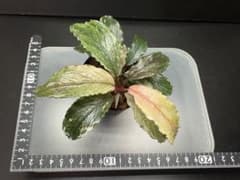 ブセファランドラ sp ピンクバリエガータ [水上育成] - メルカリ