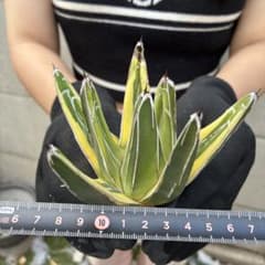 アガベ 笹の雪 極濃白覆輪 超希少 厳選美株 - メルカリ