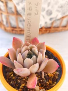 多肉植物 ラパス✕中里リンゼアナ（実生）抜き苗 ミソップさん苗 札