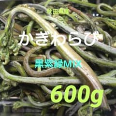 秋田県産 天然山菜 かぎわらび 新芽 ごんぶと 600g 採れたて - メルカリ