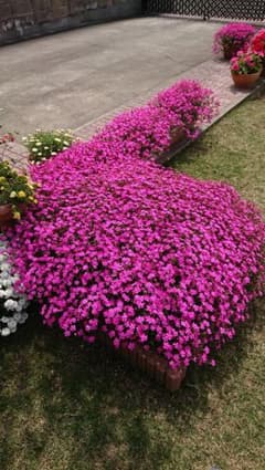 お花の種　シレネ　ピンクパンサー　200粒のサムネイル