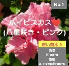No.1【沖縄から♪】ハイビスカス(八重咲き・ピンク)♥️ - メルカリ
