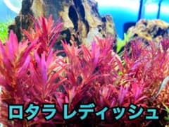 ロタラ レディッシュ 5本のサムネイル