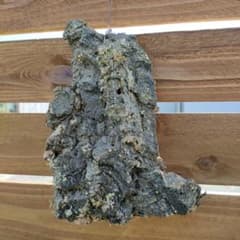 コルク樹皮　Iのサムネイル