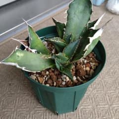 アガベ オテロイ オアハカ 胴切り カキ仔 鉢ごと - メルカリ