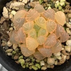 多肉植物 ハオルチア オブツーサ錦 OB-1糊斑 - メルカリ