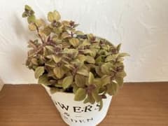 多肉植物　カット苗　プレクトランサス属　プロストラーツス　コレウスのサムネイル