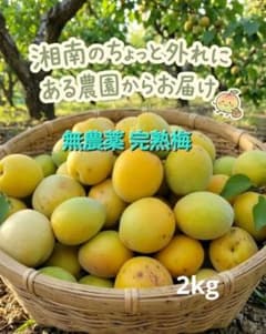 ㊲ 完熟梅 2kg 訳あり 無農薬のサムネイル