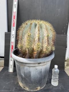 王冠竜 大きな球形サボテン 約90cm - メルカリ