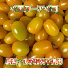 【綾善farm】農薬・化学肥料不使用のミニトマト（イエローアイコ）3kg【限定】のサムネイル