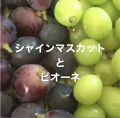☆ピオーネ感謝セール残り7品☆ シャインマスカットとピオーネ 種無し 粒のサムネイル