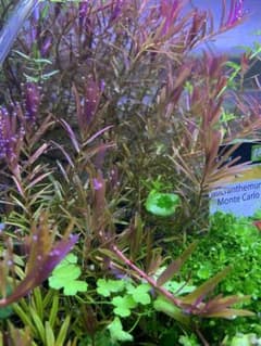 水草3種 セット アソートのサムネイル
