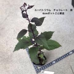 ユーパトリウム　チョコレート　苗　6cmポットごと郵送のサムネイル