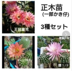 特価 3種セット 王冠童児 橙色の花  紫源氏車  w4,5～2,5 花サボテンのサムネイル