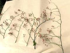 野ばらの実　赤　生花のサムネイル