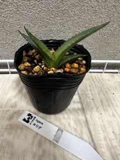 アガベ実生　ホリダ⑩のサムネイル