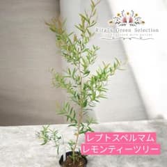 【特定記録郵便】レプトスペルマム　レモンティーツリー　常緑　鉢植え　120のサムネイル