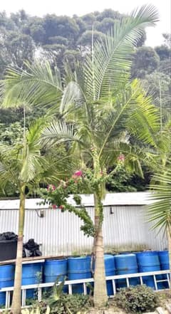 ヤシの木　約3.8M　ユスラヤシモドキ　バンガローパーム　ユスラヤシ　羽状ヤシ m58796928056_1.jpg?1756163168