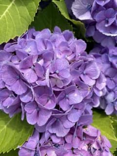 紫陽花　挿し穂2本‼️六月のみ3本に増量‼️のサムネイル