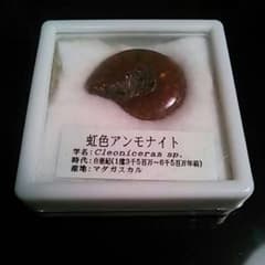 アンモナイトのサムネイル