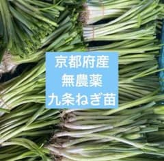 京都府産 九条ねぎ苗 200本　農家直送　無農薬のサムネイル