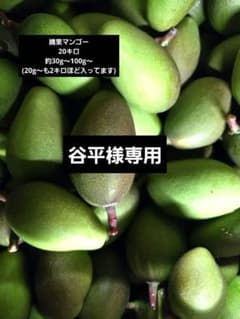 摘果マンゴー 20キロ - メルカリ