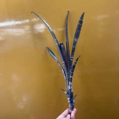ビルベルギア ダースベイダー③のサムネイル
