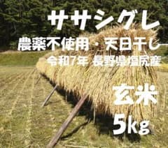 農薬不使用・天日干し】ササシグレ 玄米5kg｜ササニシキの親品種 