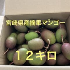 宮崎県産 摘果マンゴー12キロ - メルカリ