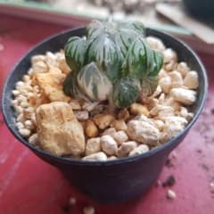 水中月錦 オブツーサ錦 ハオルチア 多肉植物 糊斑 - メルカリ