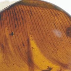 レア極上品 PA0078虫入り琥珀化石 ミャンマーカムティかタナイ9900万年