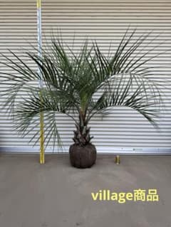 送料込み ココスヤシ シルバーリーフ 形状良 庭木 シンボルツリー ヤシ