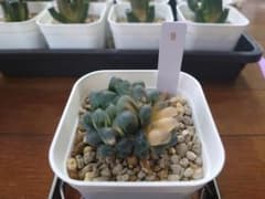 オブツーサ 氷灯錦 9のサムネイル