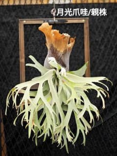 P.Willinckii'月光爪哇'oc選抜株2 - メルカリ