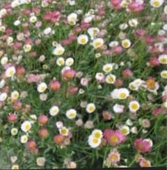 エリゲロン(源平小菊)大きめのサムネイル