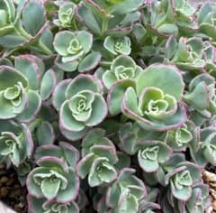 ミセバヤ 多肉植物 カット苗 5カット - メルカリ