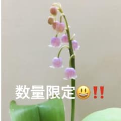 ピンク花 すずらん 種のサムネイル