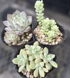 多肉植物 エケベリア・セダム 3種セット 抜き苗のサムネイル