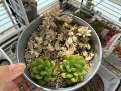 多肉植物 春萌 姫秋麗綿のサムネイル