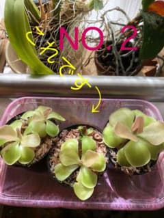 足長虫取りスミレ　ちびっこ苗。写真真ん中のもの。NO.２ です。のサムネイル