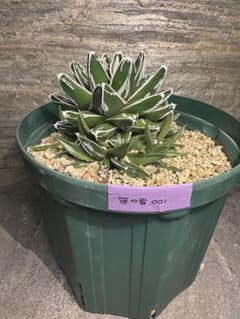 アガベ・笹の雪(Agave victoriae-reginae)(001) アガベ・笹の雪(Agave victoriae-reginae)(001) - メルカリ