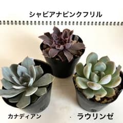 多肉植物　抜き苗セット　Aのサムネイル